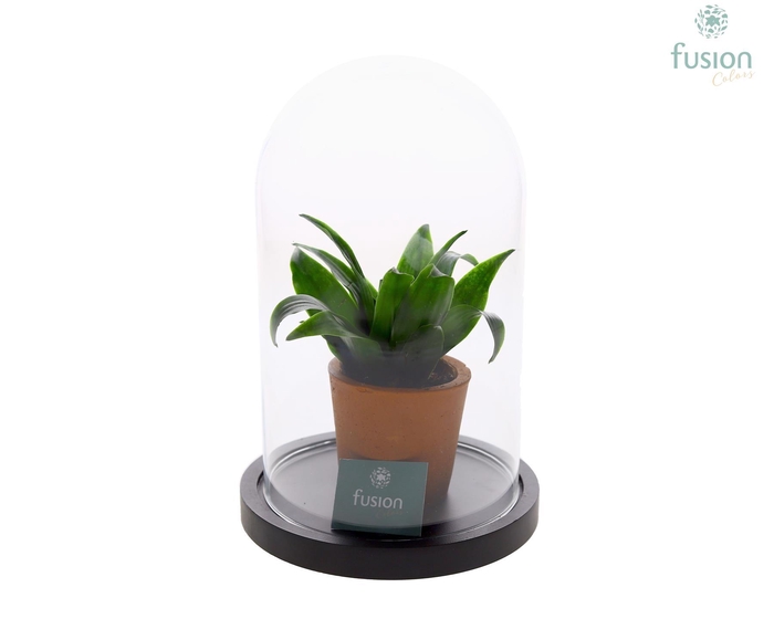 <h4>Glas Stolp met plateau Medium zwart met groene plant</h4>