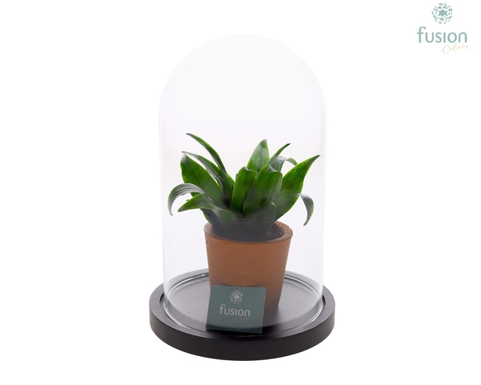 <h4>Glas Stolp met plateau Medium zwart met groene plant</h4>