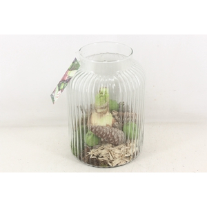 arr4 Amaryllis MB - Ribbel vaas hoog 285/5