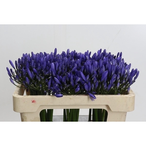 Agapanthus Uri