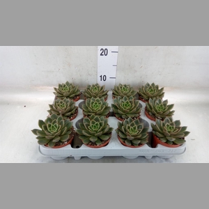 Echeveria   ...not flowering