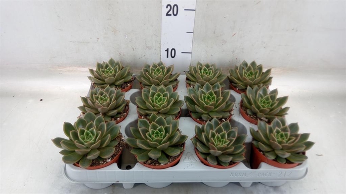 <h4>Echeveria   ...not flowering</h4>