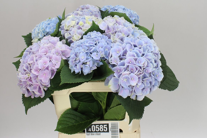 <h4>Hyd Blue Cloud</h4>