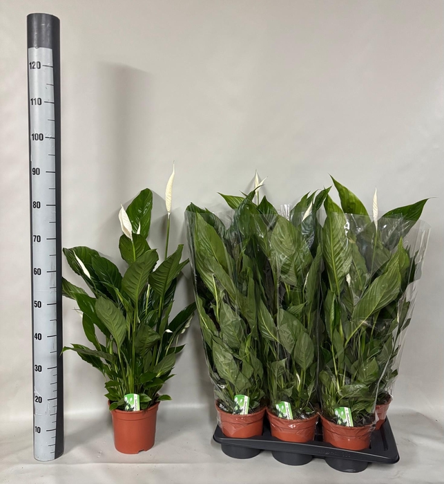 <h4>SPATH VERDI</h4>