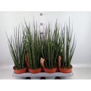 Sansevieria  'Fernwood'