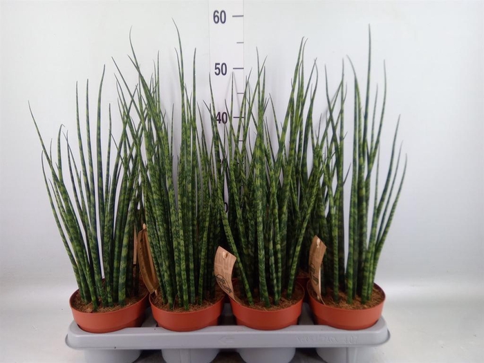 <h4>Sansevieria  'Fernwood'</h4>