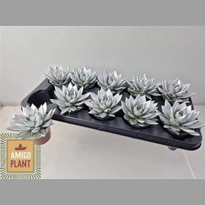 Echev Miranda Paint Silver