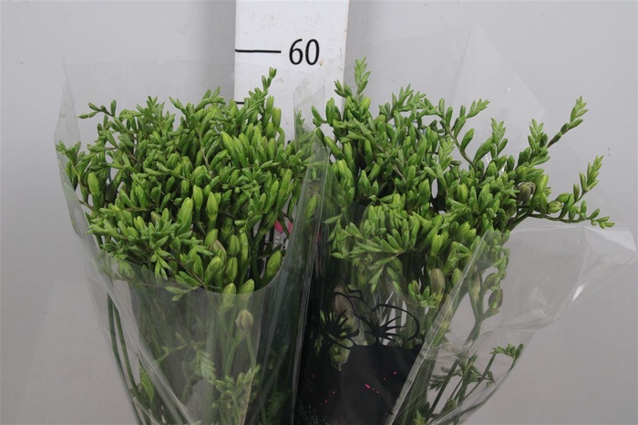 <h4>Fr En Blue Moon</h4>