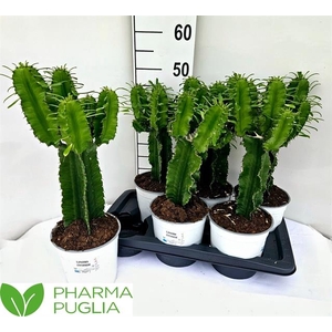 Euphorbia Candelabrum 17Ø 50cm