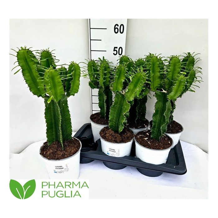 <h4>Euphorbia Candelabrum 17Ø 50cm</h4>