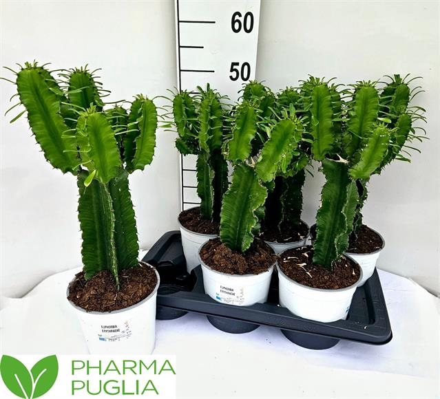 Euphorbia Candelabrum 17Ø 50cm