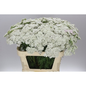 Achillea White Beauty