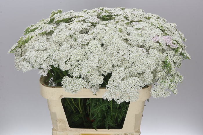 <h4>Achillea White Beauty</h4>