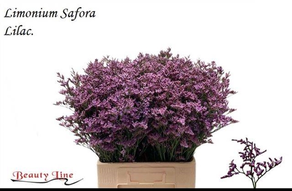 <h4>LIM SAFORA LILAC</h4>