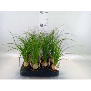 Beaucarnea recurvata