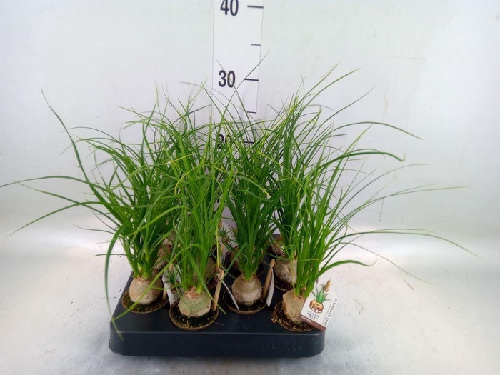 <h4>Beaucarnea recurvata</h4>