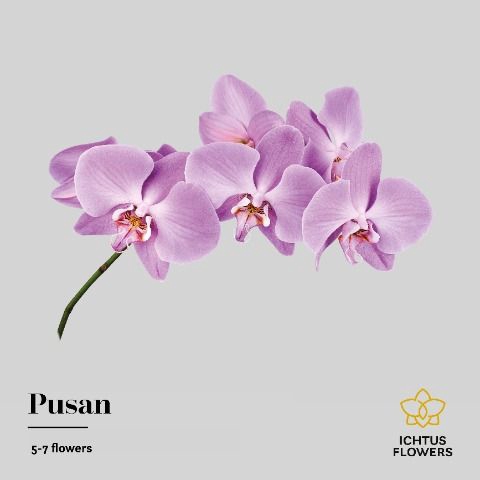 <h4>Phal T Anthura Pusan</h4>