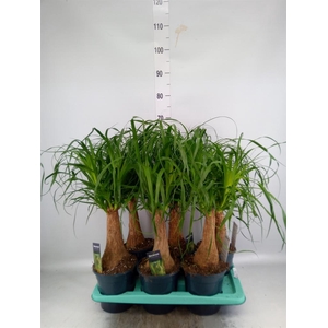 Beaucarnea recurvata