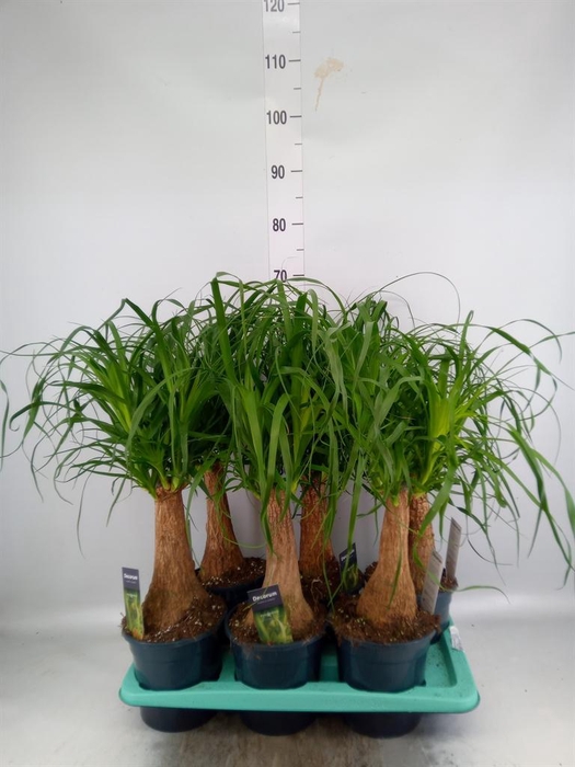 <h4>Beaucarnea recurvata</h4>