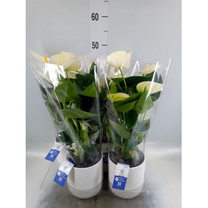 Anthurium  'Karma White'