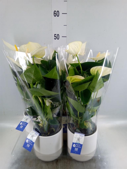 <h4>Anthurium 'Karma White'</h4>