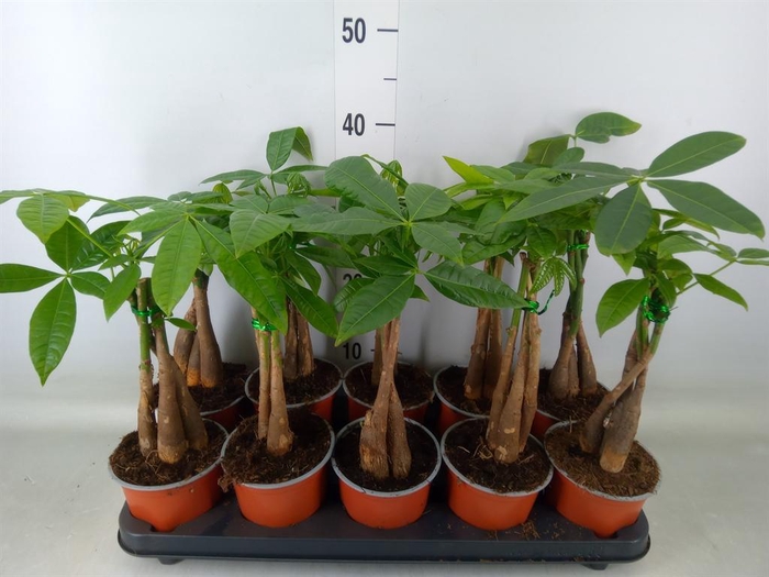 <h4>Pachira aquatica</h4>