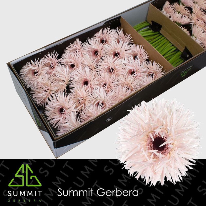 Gerbera Spider Daphne Doos