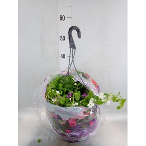 Hanging baskets
