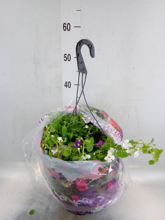 <h4>Hanging baskets</h4>