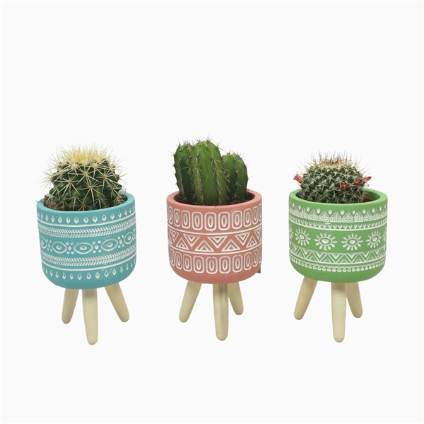 <h4>Cactus mix 8,5 cm in gekleurde pot op 3 pootjes</h4>