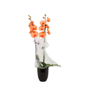 Hugo Black Phal I Am Orange 2T14+ Spider & Web