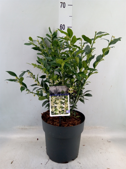 <h4>Sarcococca confusa</h4>