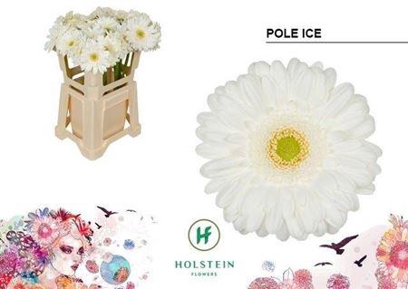 <h4>Ge Gr Pole Ice</h4>