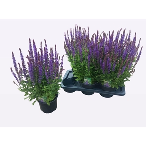 SALVIA NE OSTFRIESL
