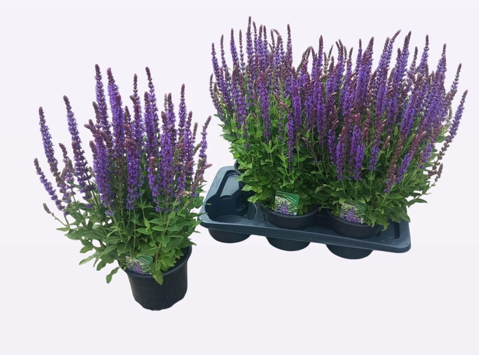 <h4>SALVIA NE OSTFRIESL</h4>