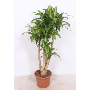 Dracaena Massangeana