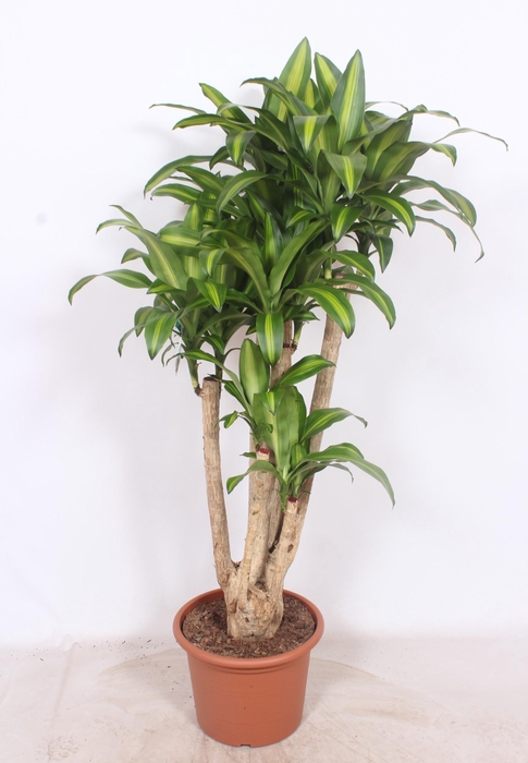 <h4>Dracaena Massangeana</h4>