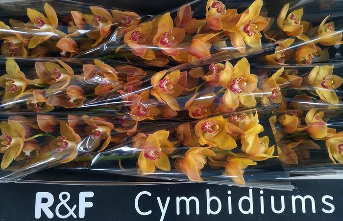 <h4>CYMB T ESTHER</h4>