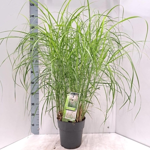 Miscanthus sinensis
