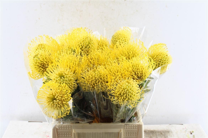 <h4>Leuco Co High Gold</h4>