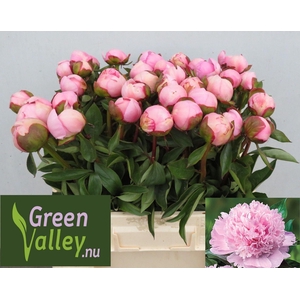Paeonia Angel Cheeks