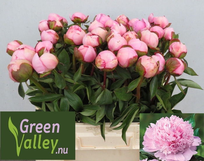 <h4>Paeonia Angel Cheeks</h4>
