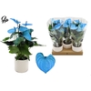 Anthurium 12 cm Make-Upz Blue in Diamond Pearl Travertine ceramics