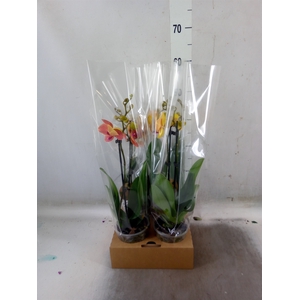 Phalaenopsis   ...