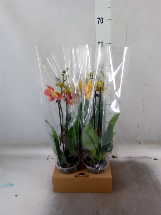 <h4>Phalaenopsis   ...</h4>