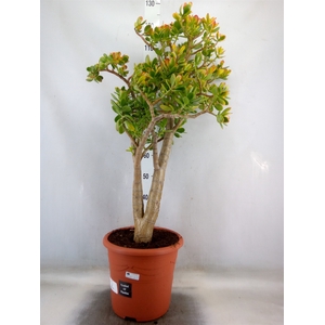 Crassula ovata 'Sunset'
