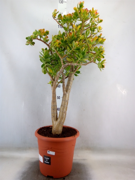 <h4>Crassula ovata 'Sunset'</h4>
