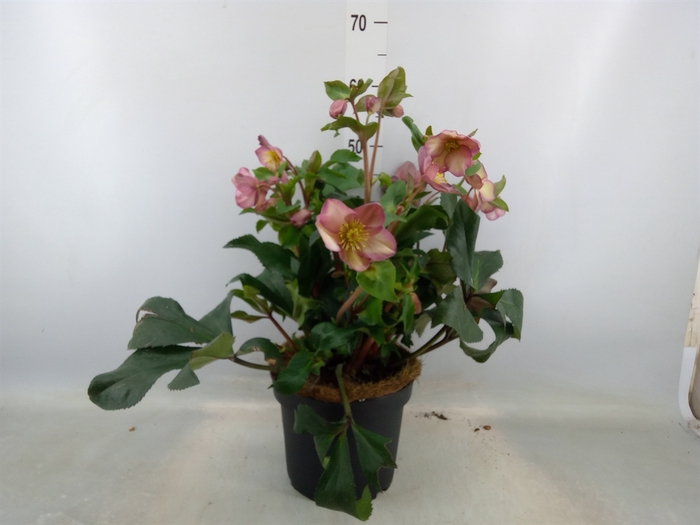 <h4>Helleborus  'Ice N Roses Rose'</h4>