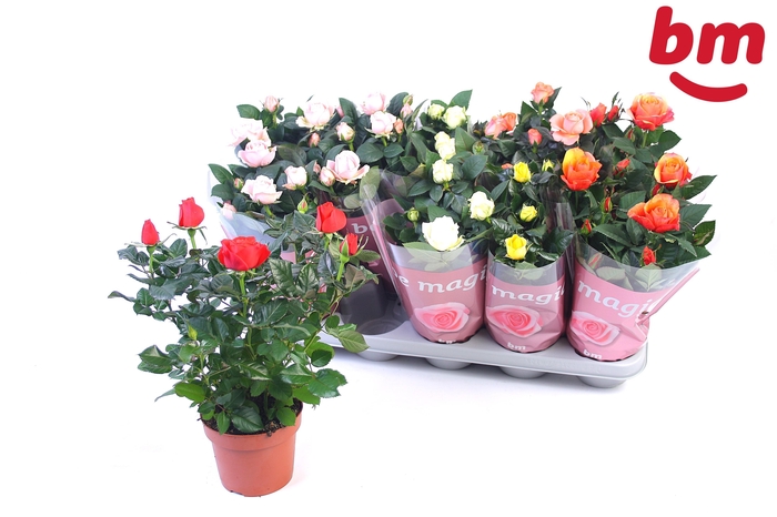 <h4>RO B MONDE GEM</h4>