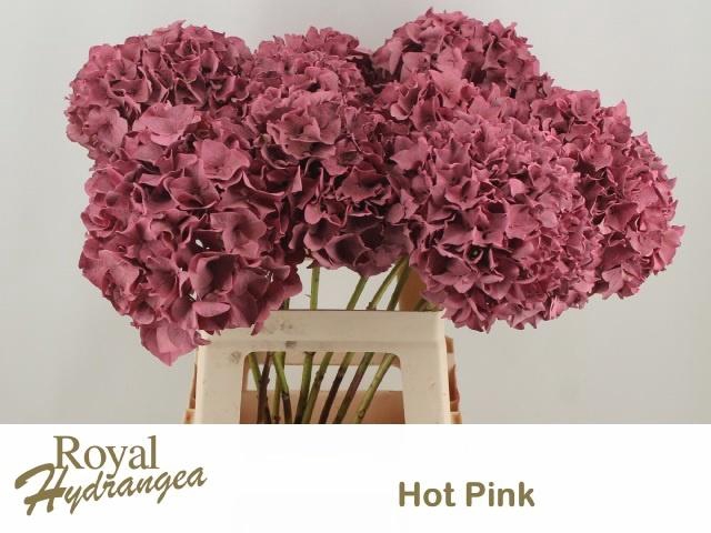 <h4>HYDR OV KLB H%</h4>